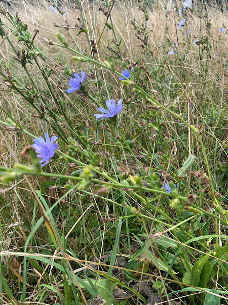 tereza-kreim-153-600x450